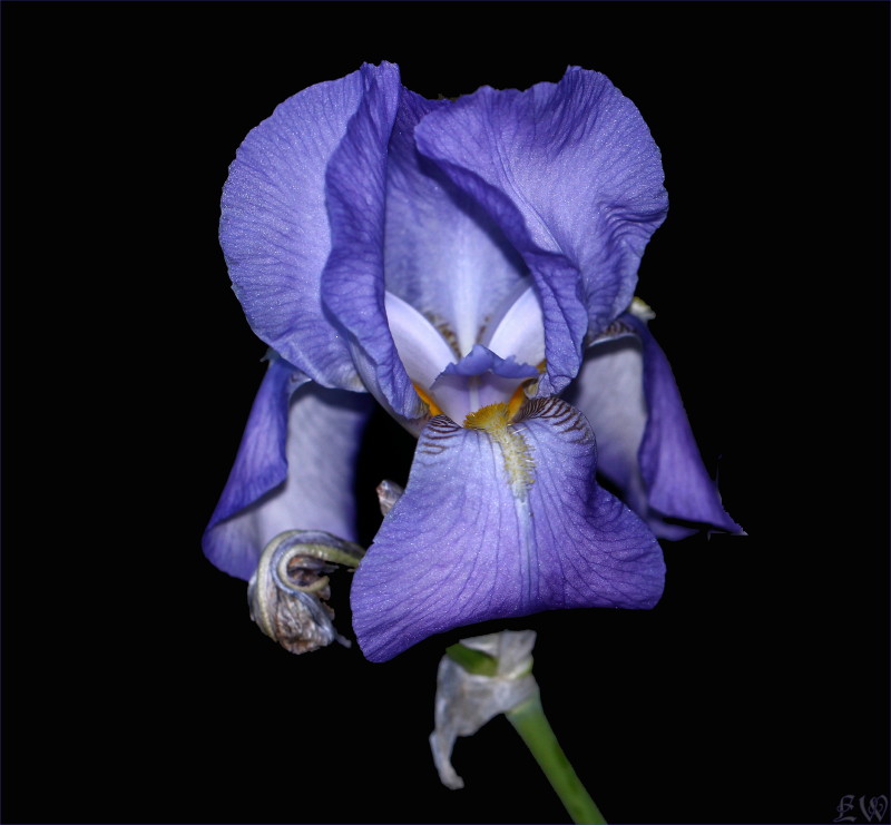 "Iris - Blume des Lebens"...