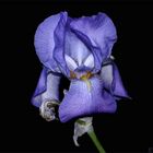 "Iris - Blume des Lebens"...