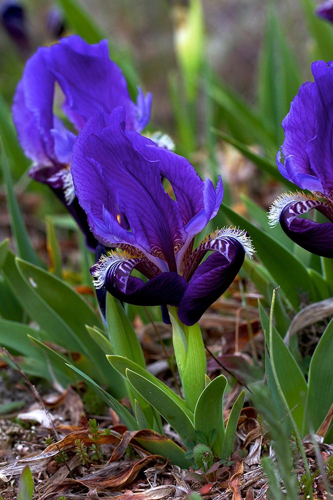 Iris botanique de la Plaine des Maures Var