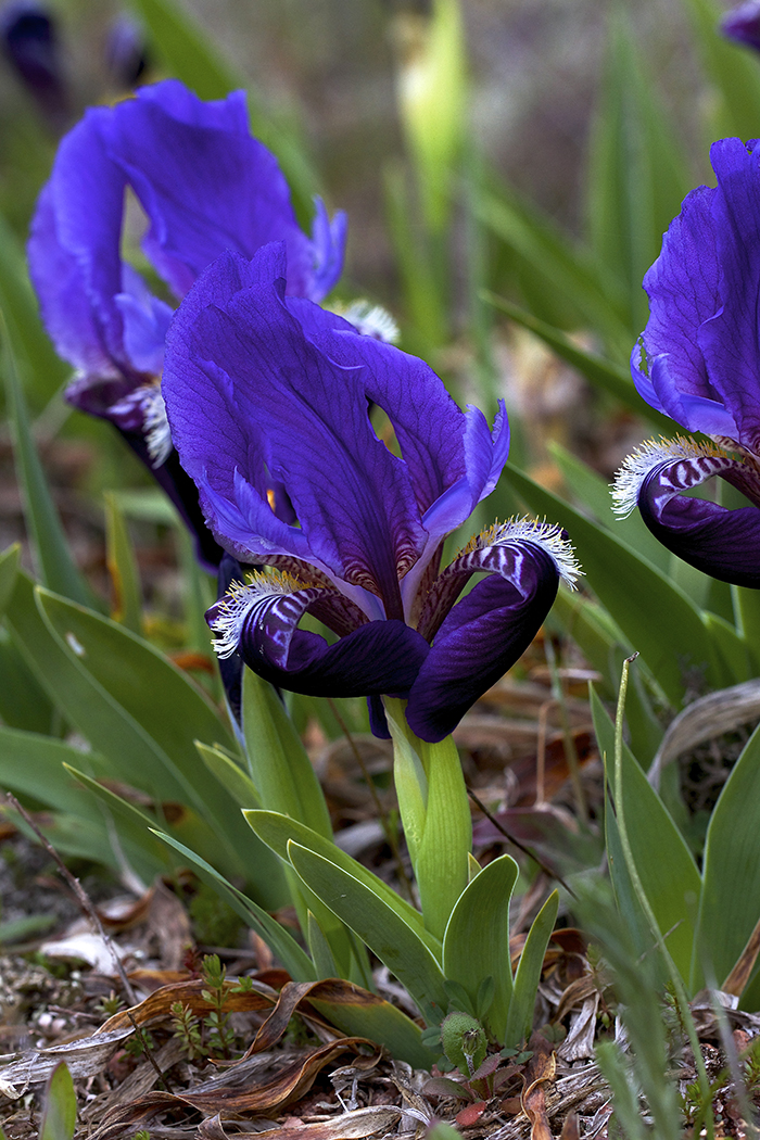 Iris botanique de la Plaine des Maures Var