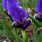 Iris botanique de la Plaine des Maures Var