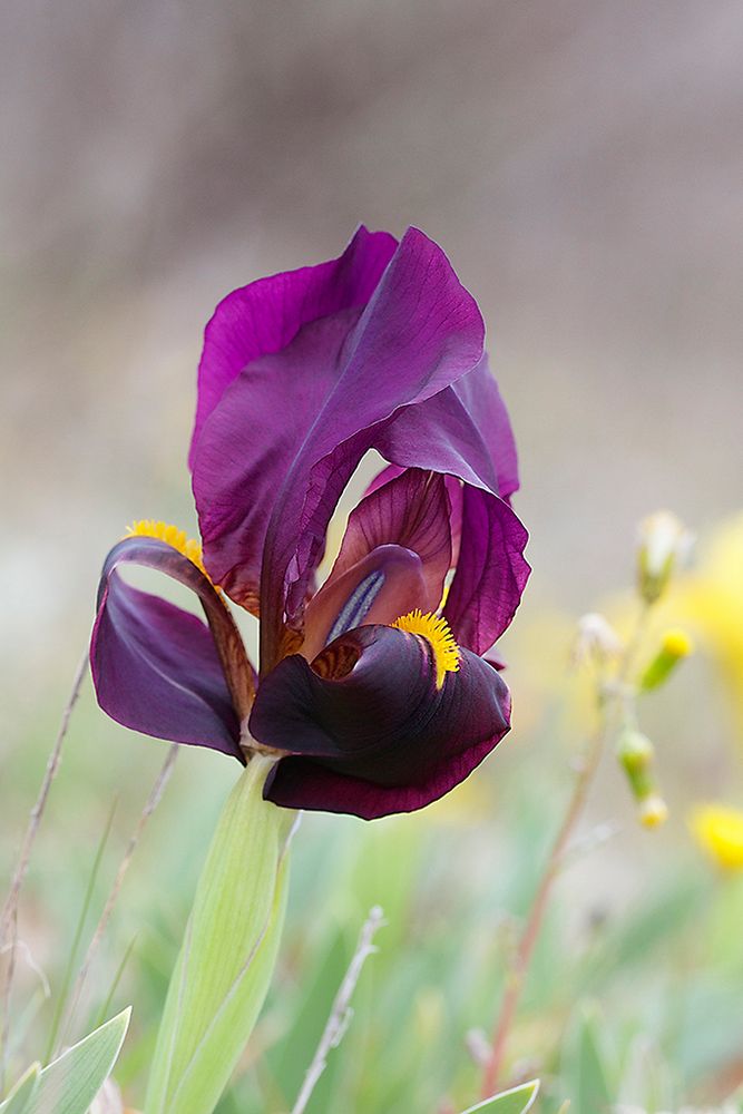 Iris Botanique de la Plaine des Maures Var