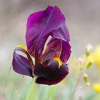 Iris Botanique de la Plaine des Maures Var