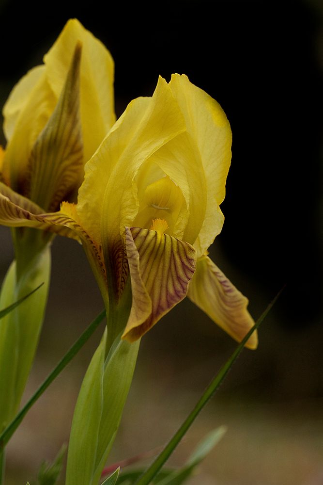Iris botanique de la Plaine des Maures Var , version jaune