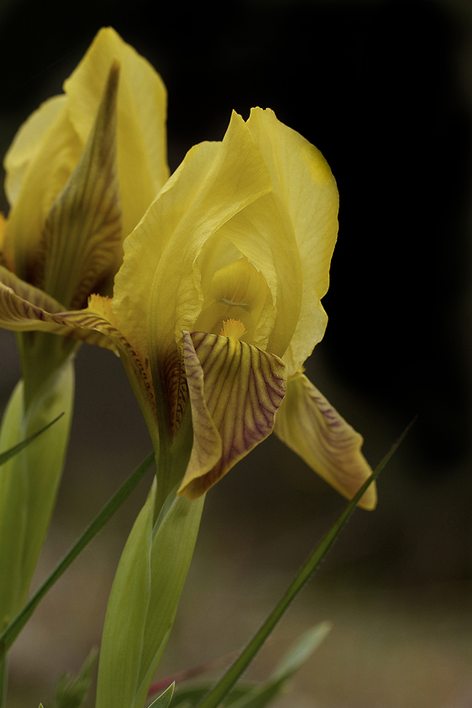 Iris botanique de la Plaine des Maures Var , version jaune