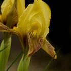 Iris botanique de la Plaine des Maures Var , version jaune