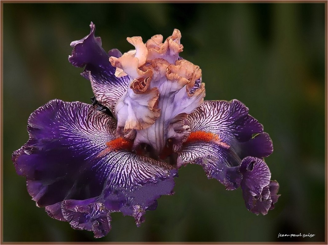 iris bratislayan prince