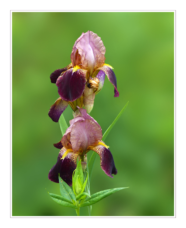 Iris - Braune Schwertlilie