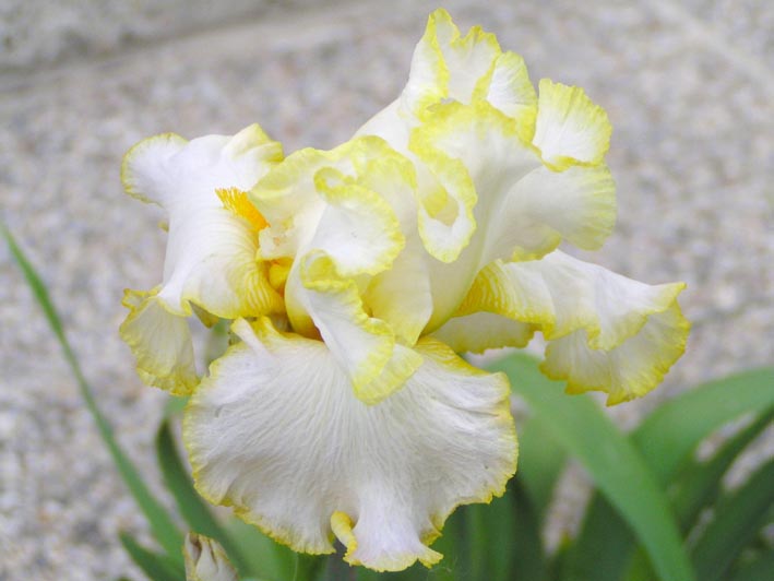 Iris `Bride´s Halo´ (Braut-Schleier)