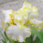 Iris `Bride´s Halo´ (Braut-Schleier)