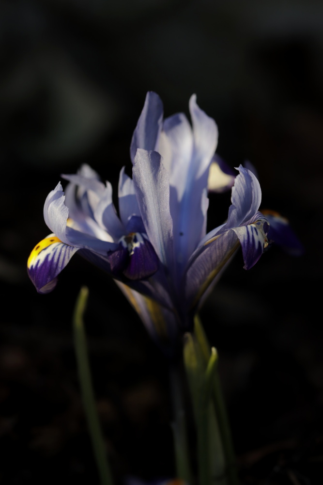 Iris