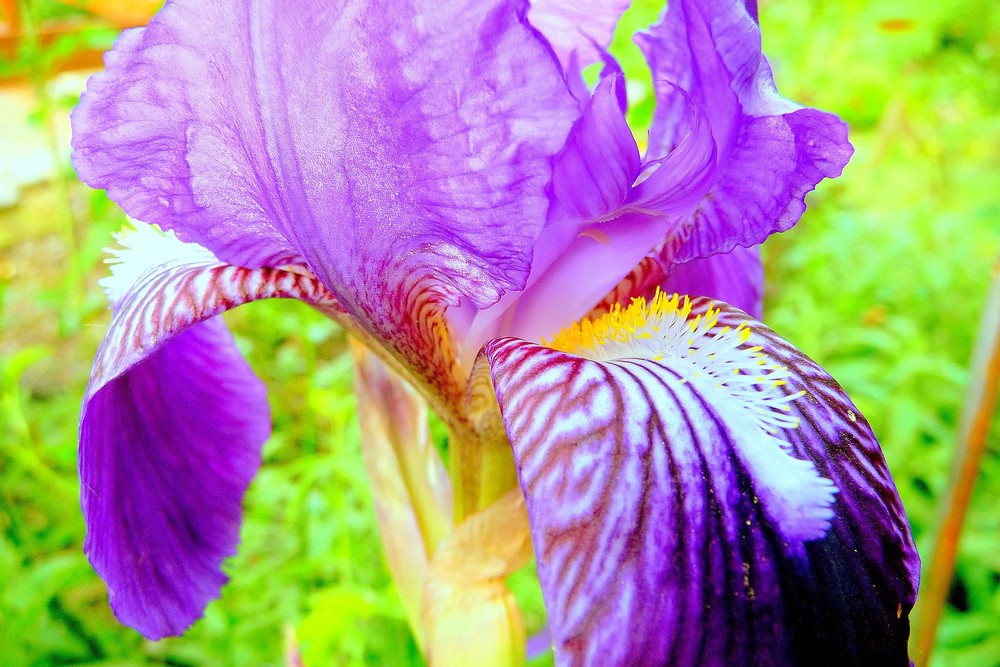 Iris