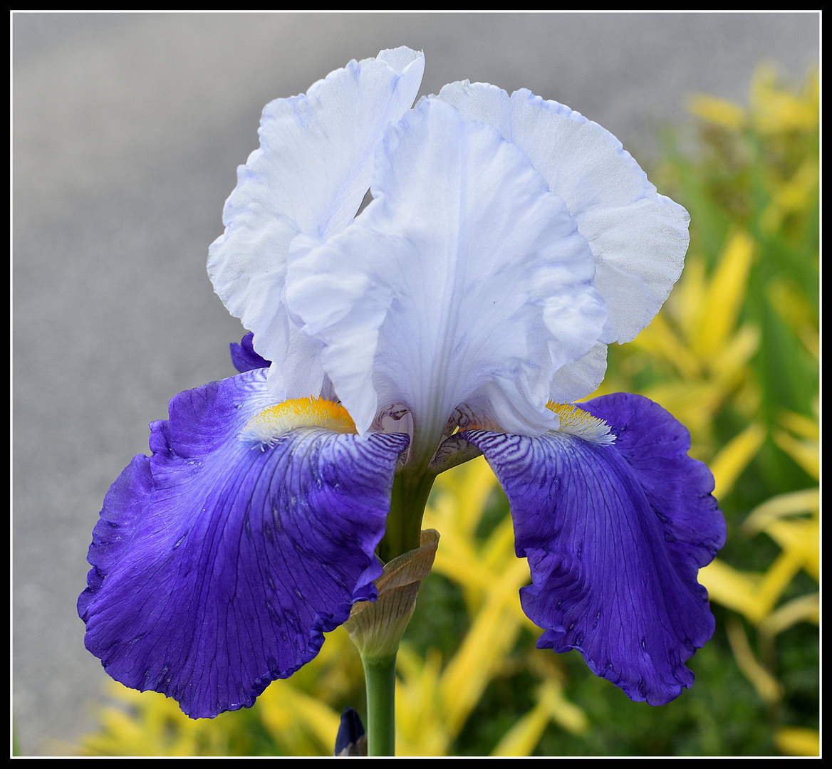 iris