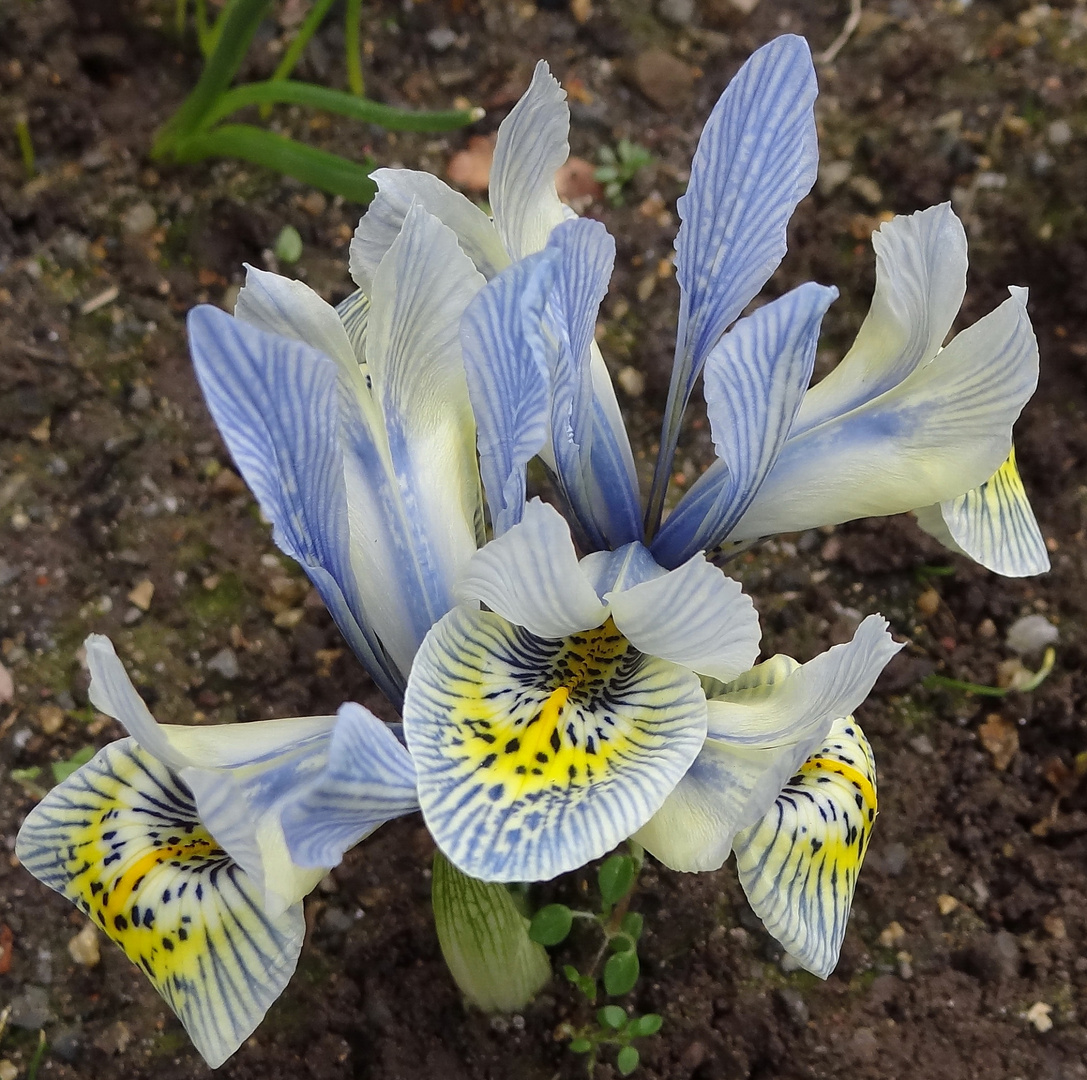 Iris