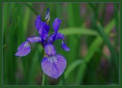 Iris