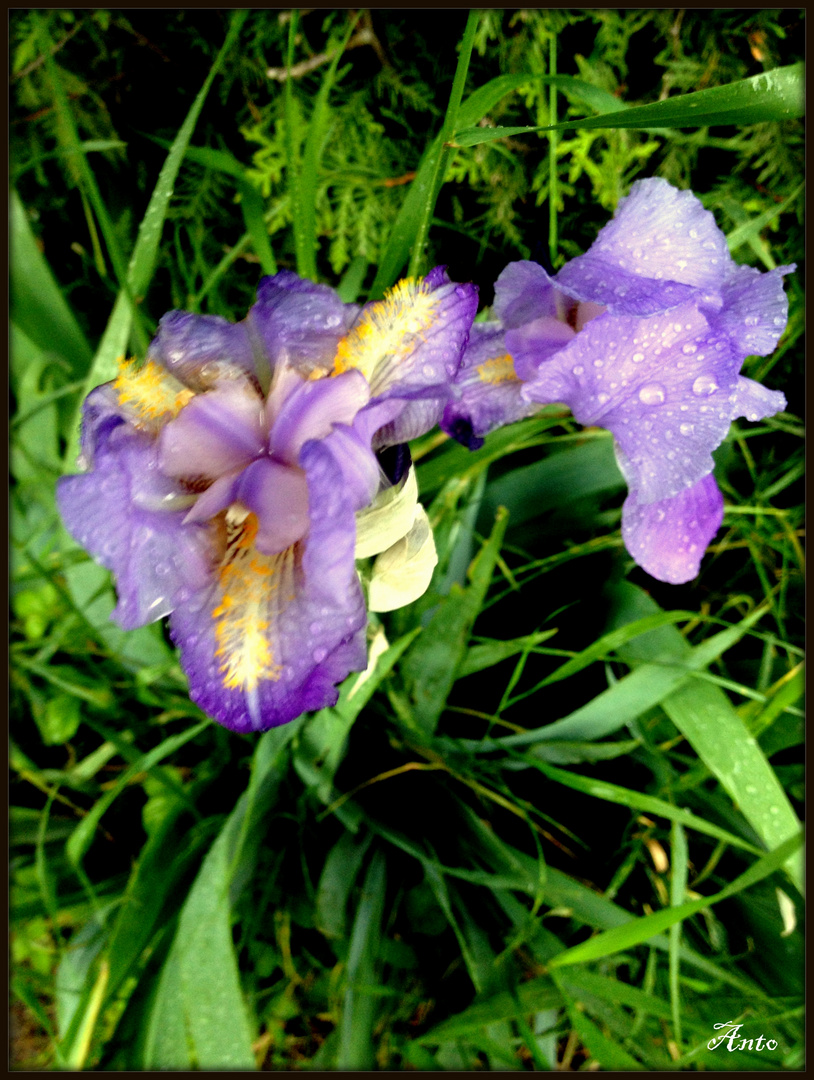 Iris