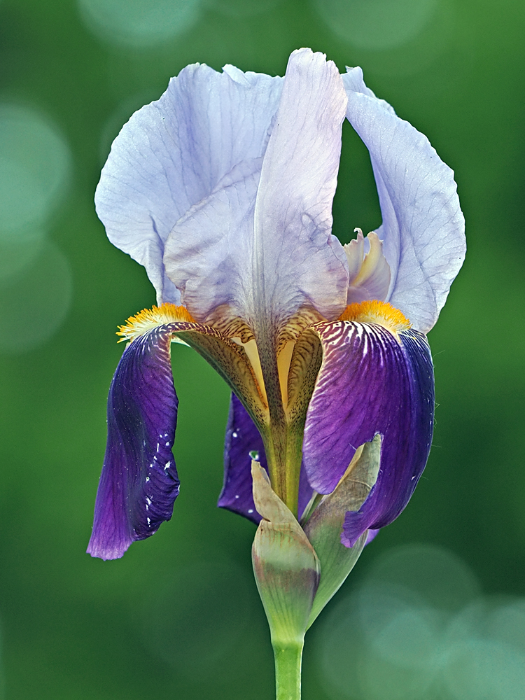 Iris...