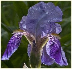 iris