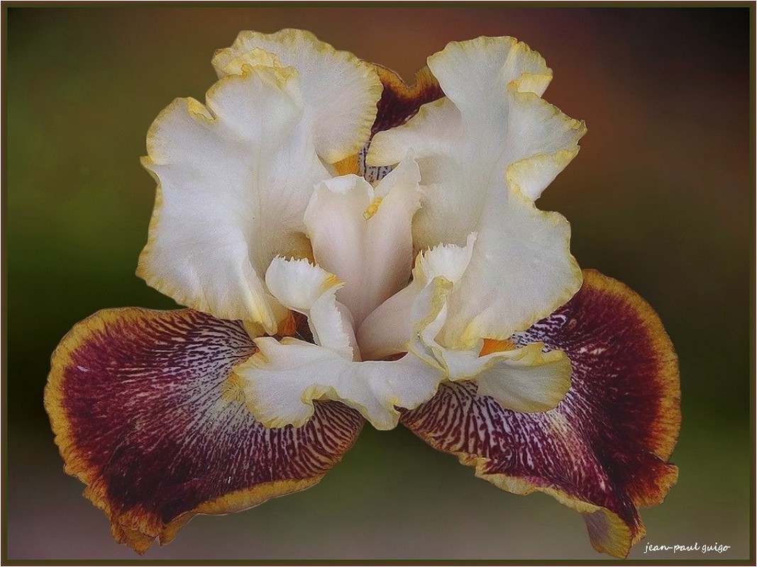 iris "  carnival ride "