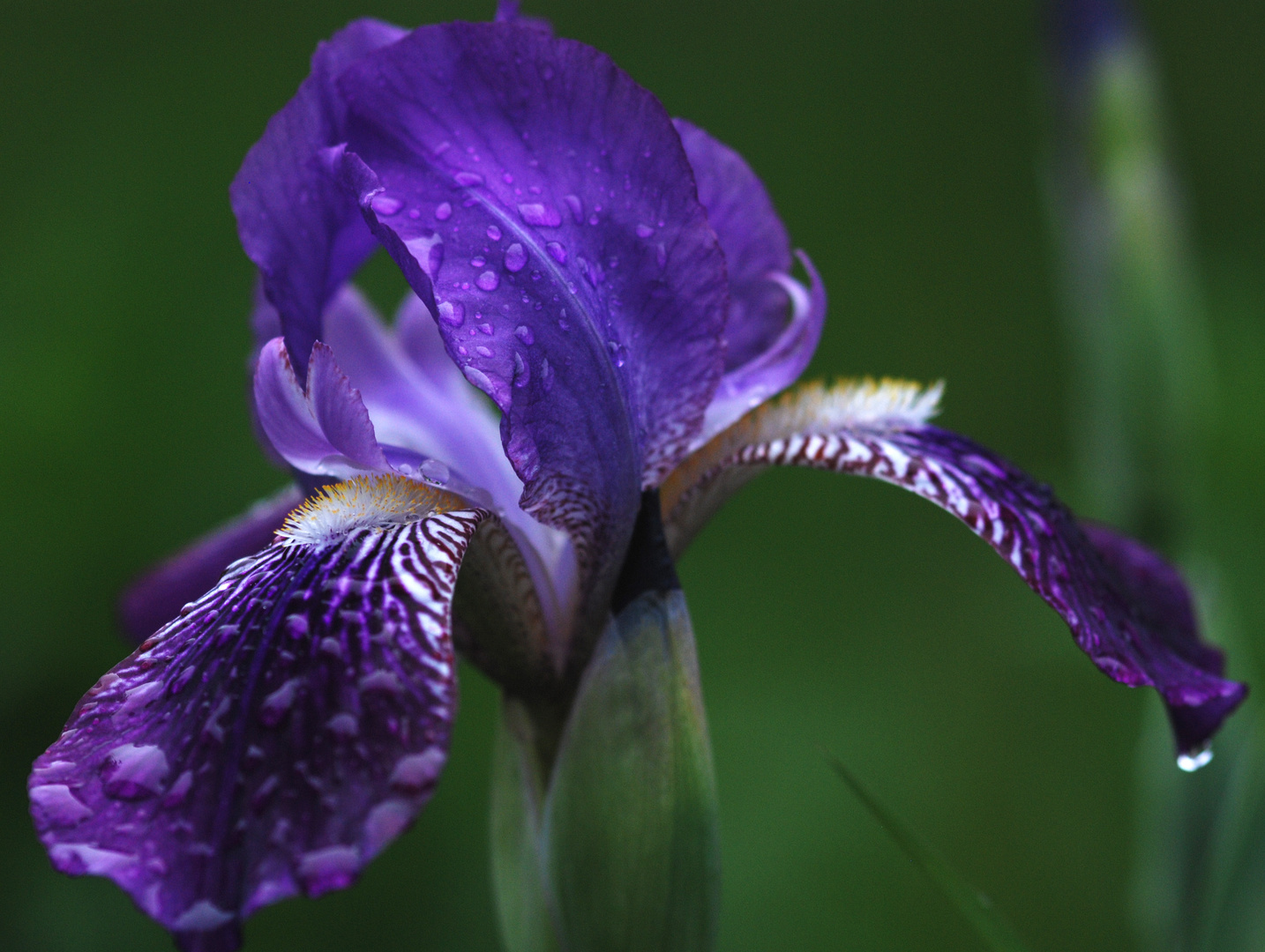 Iris