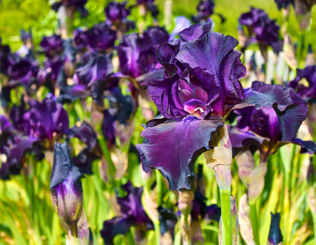 Iris