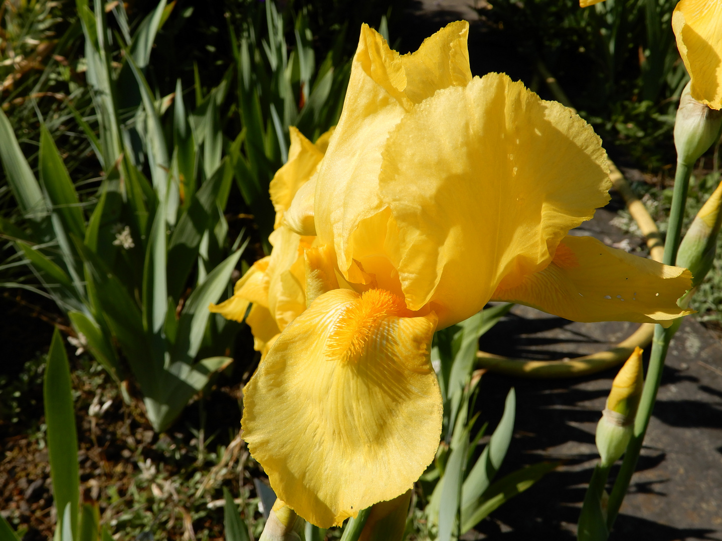 Iris 'Close of Gold'