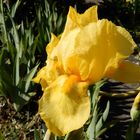 Iris 'Close of Gold'