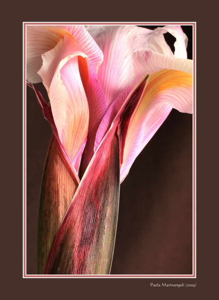 Iris close-up