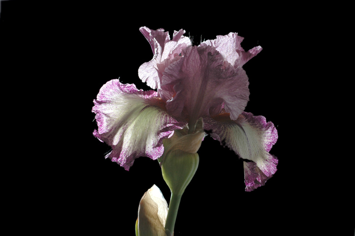 Iris "Confidante"