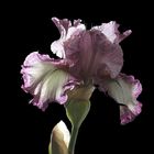 Iris "Confidante"