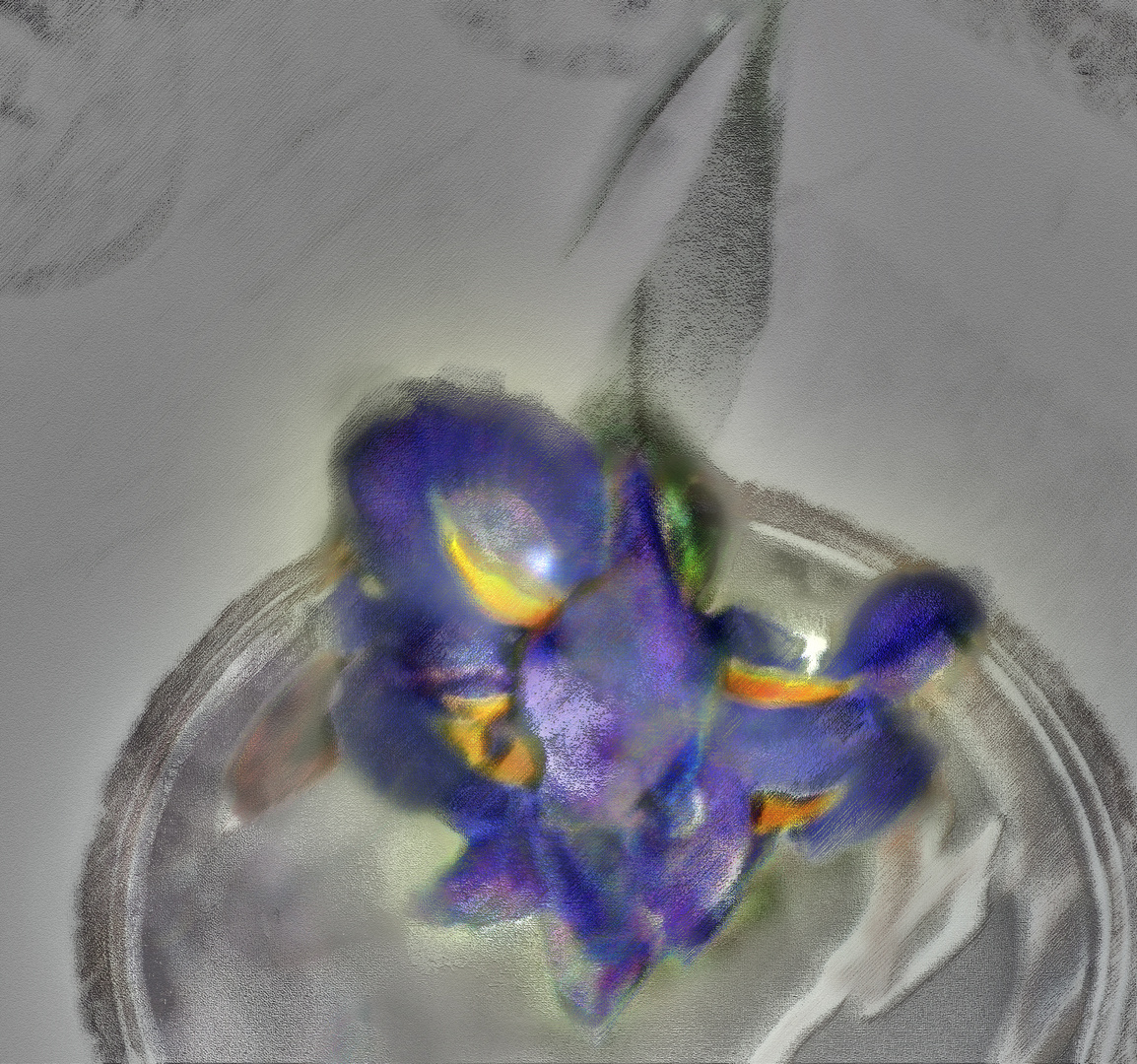 Iris coqueto