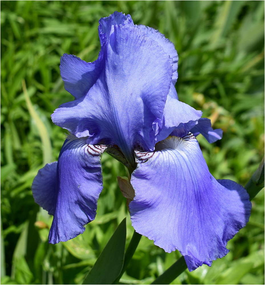 iris