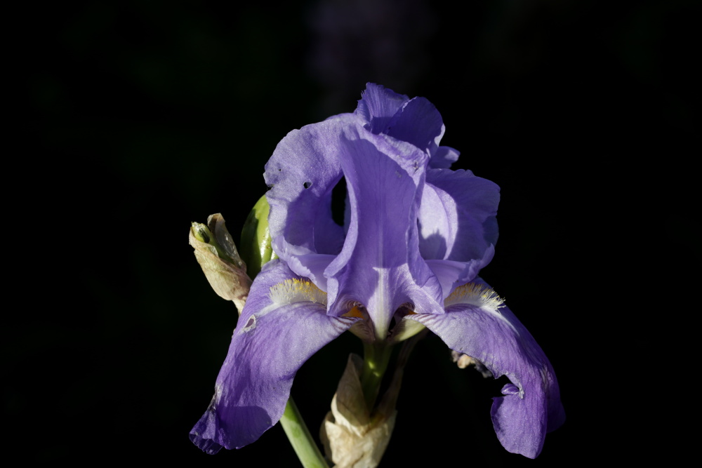 Iris