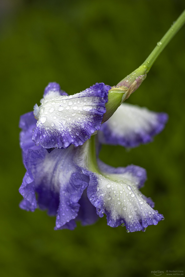 Iris