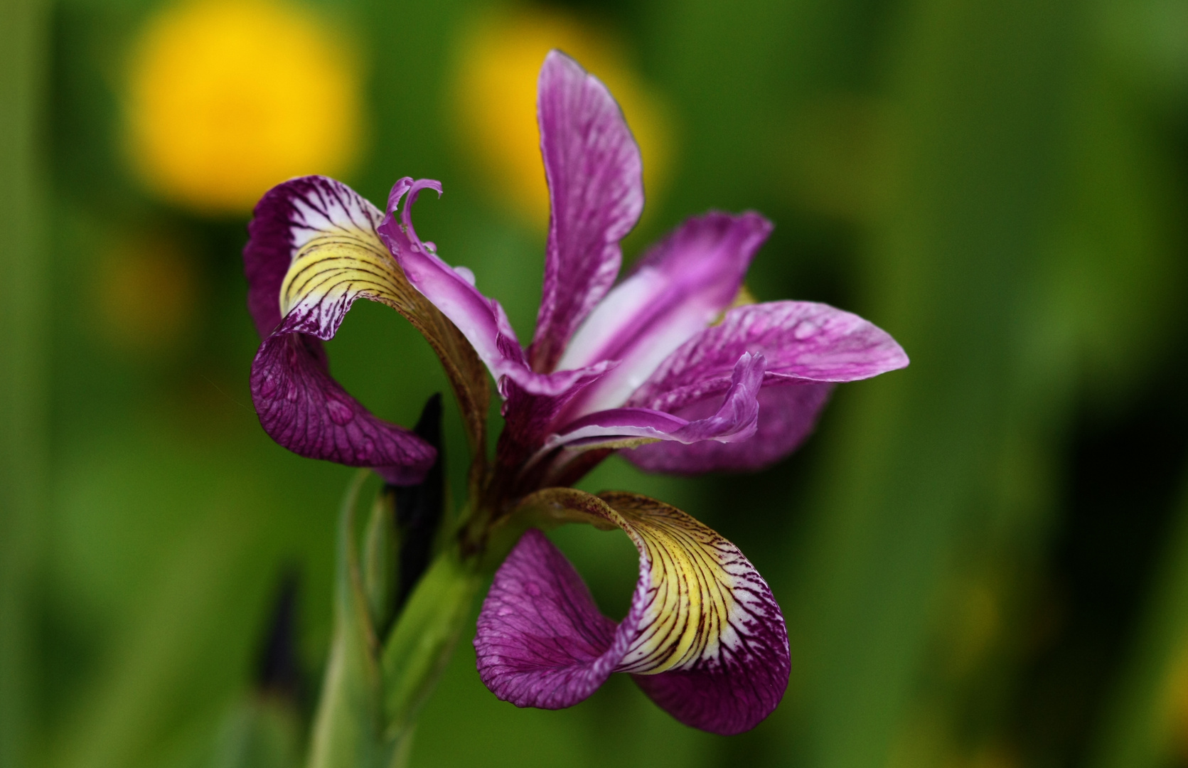 Iris