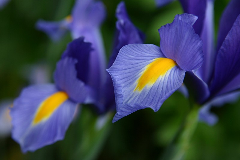 Iris