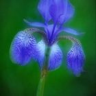 Iris