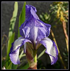 iris