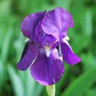 Iris dai petali blu