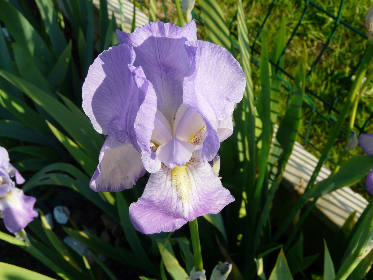 iris dans la lumière du soir