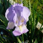 iris dans la lumière du soir