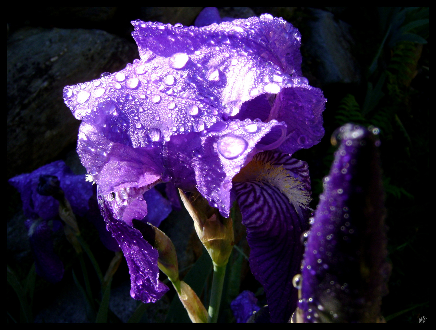 iris dans la rosée