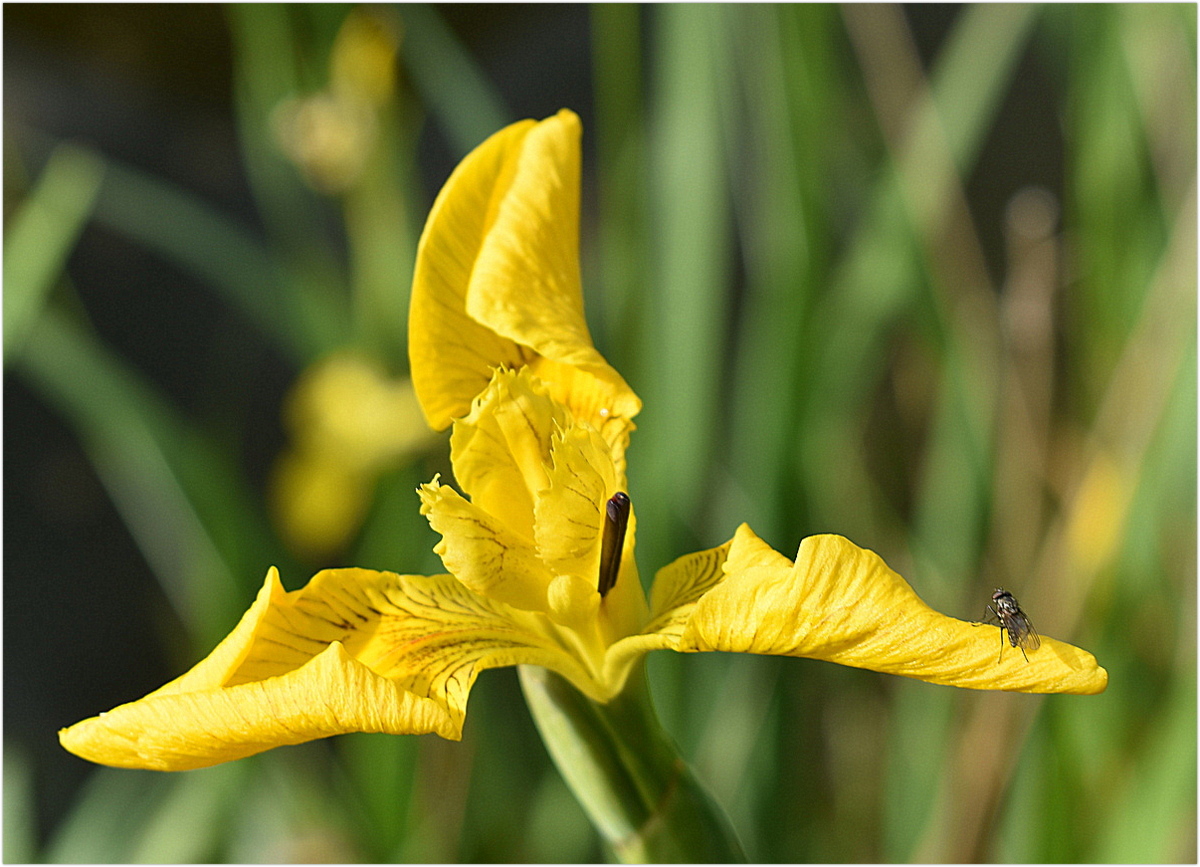 iris dans le bassin à poissons dans mon jardin