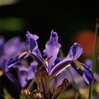 Iris dans mon jardin