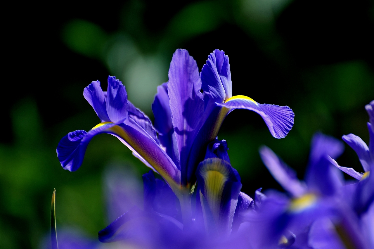 Iris dans mon jardin le 23 mai 2015