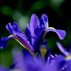 Iris dans mon jardin le 23 mai 2015