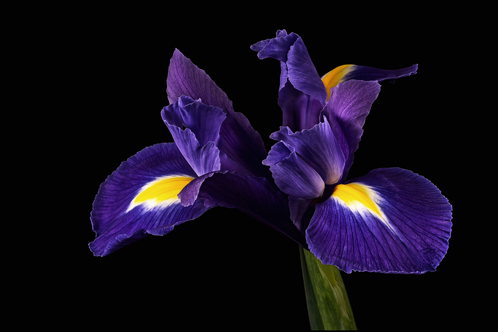 Iris