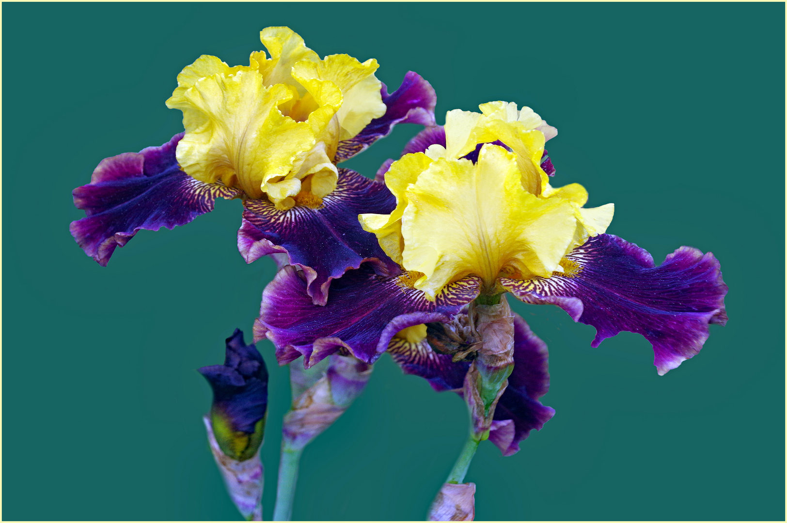 iris de concours.....