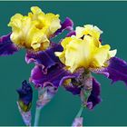 iris de concours.....