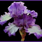  iris de concours...